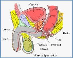 Studio sul tumore alla prostata: novità per ridurre rischio incontinenza e disturbi erettili