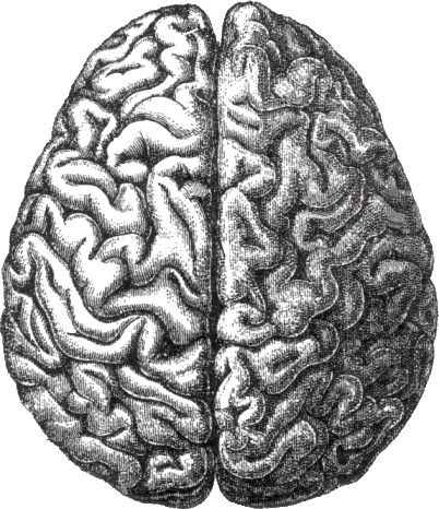 Effetti sul cervello del Glisofato (diffuso erbicida)