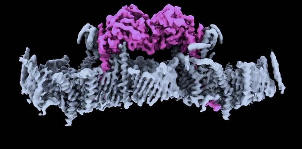 Importante passo avanti nella lotta contro il Morbo di Parkinson